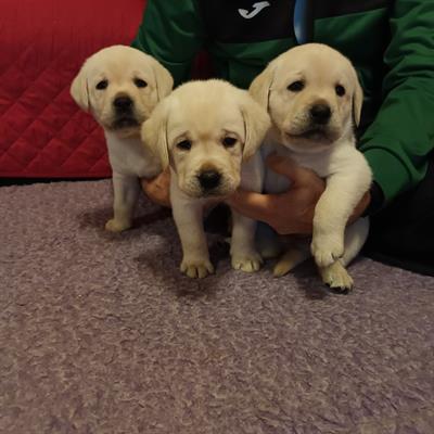 Labrador cuccioli figli di campione del mondo