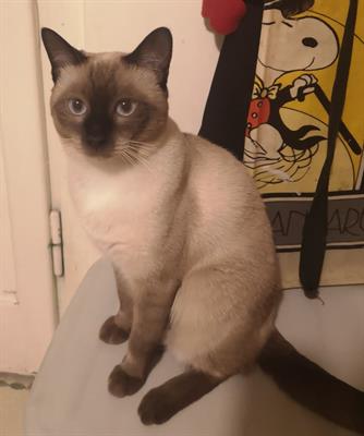 Maschio siamese cerca fidanzata