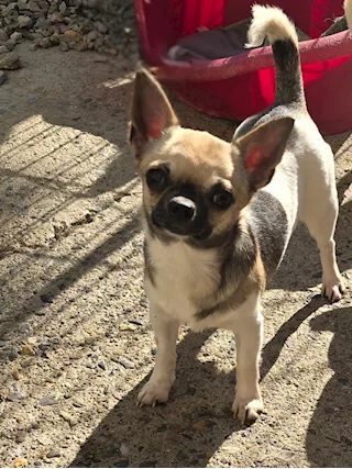 Chihuahua femmina