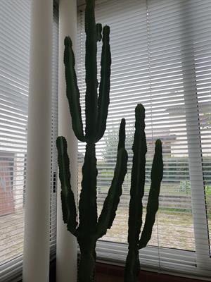 PIANTA GRASSA