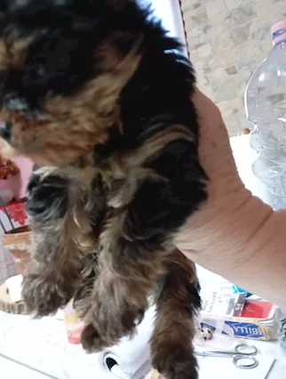 Cucciolo maschio bellissimo Razza Yorkshire Terrier - Foto 4