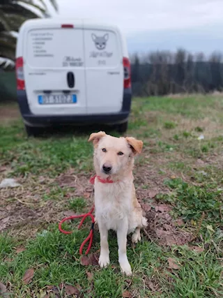 Rocco Cerca Casa Urgentemente