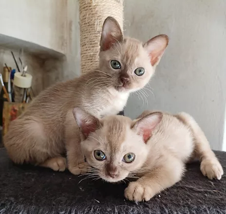 Gattini Burmese Chocolate Brown e Sable