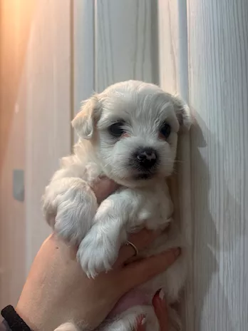 Cuccioli Maltese toy