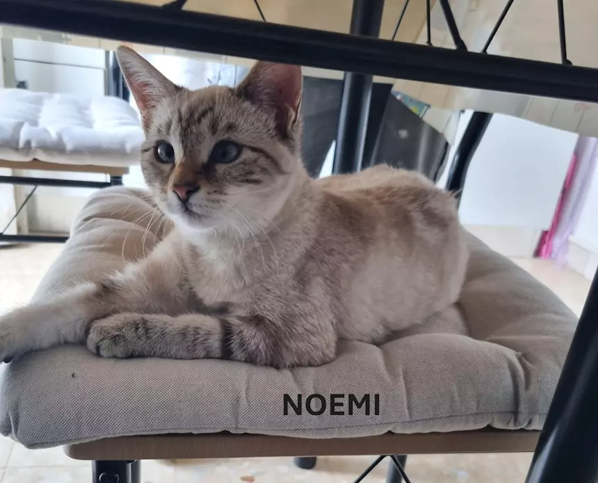 Nemo e Noemi cuccioli