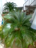 Foto 5 Pianta Cycas di 25 anni in vaso