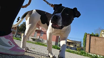 Questo bellissimo cucciolo di 8 mesi