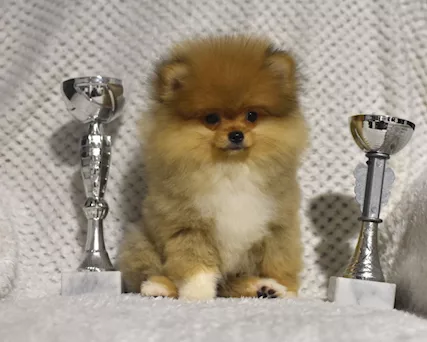 Pomerania Boo cuccioli