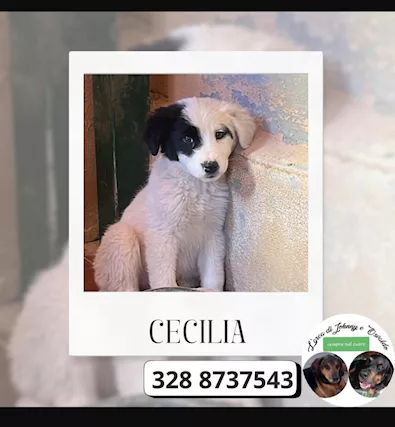 Mamma e cuccioli simil border collie meravigliosi