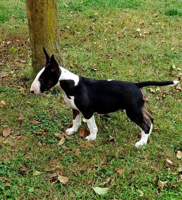 Cucciolo bull terrier