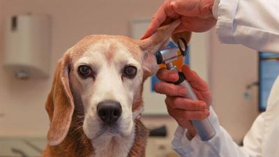 Assistente veterinario eccetera