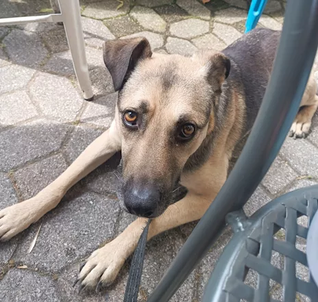 Tango, cane dolcissimo (colore focato, meticcio)