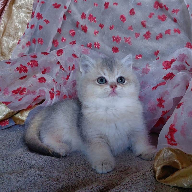 British Shorthair pronti a Natale, colore blue