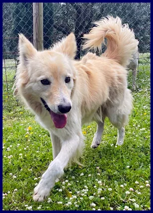 LUCKY sta ancora aspettando una mamma