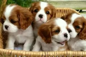 Delizioso King Cavalier King Charles in vendita