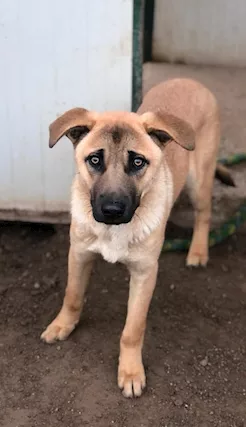 Paperino cane curiosone con mantello fulvo, un pò schivo, taglia media - Foto 5