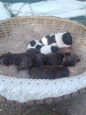 Bulldog francese