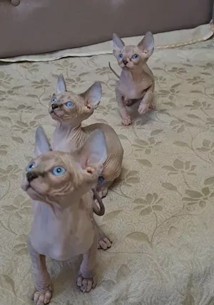 Gatti di Sphynx