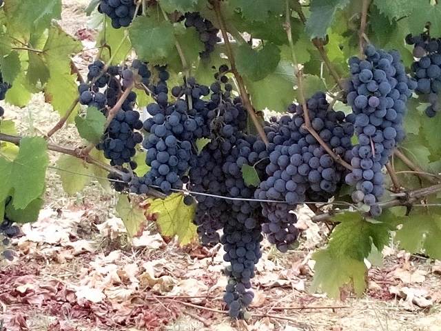 UVA da VINO - Foto 2