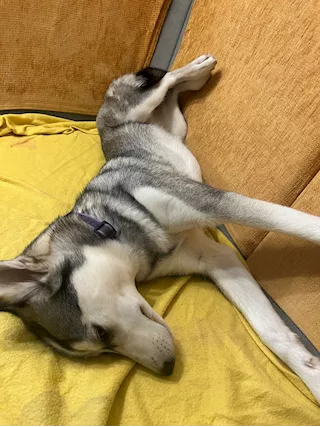 Husky femmina
