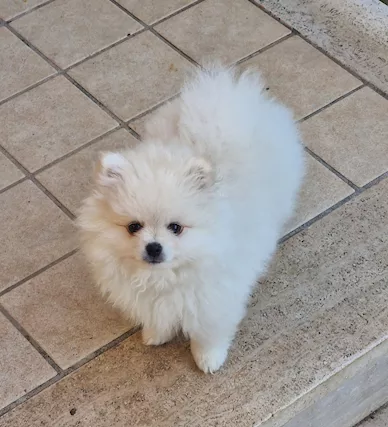 Pomerania bianco