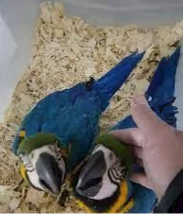 Buon giorno sto cercando