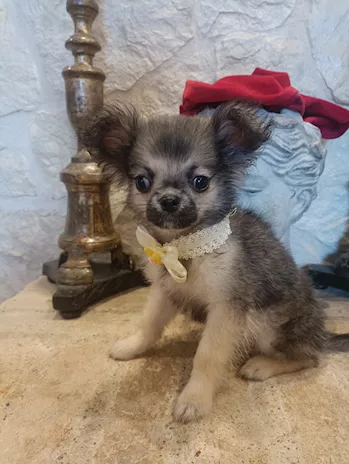 Chihuahua Cucciolo in Vendita