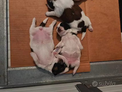 Cuccioli di shihtzu/shih tzu/shitzu/shi tzu allevati in casa - Foto 3