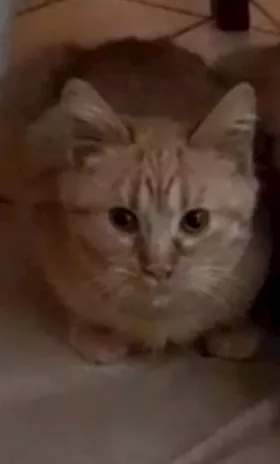 Gatto timido