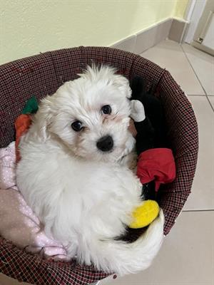 Cucciola Cane Maltese