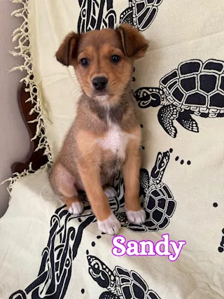 SANDY femminuccia nata a gennaio ‘25
