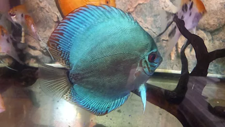 Discus Blu Cobalto
