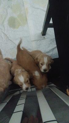 Cuccioli di cocker espaniel