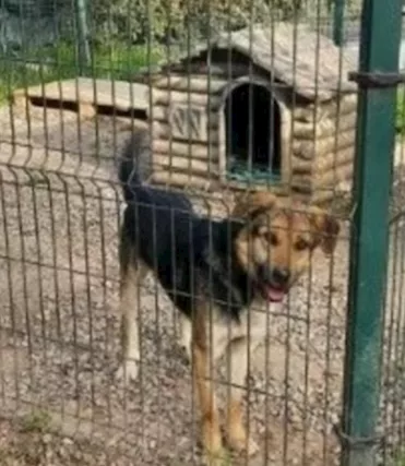 Mix Pastore 4 anni x 2 anni a catena.MILANO - Foto 5