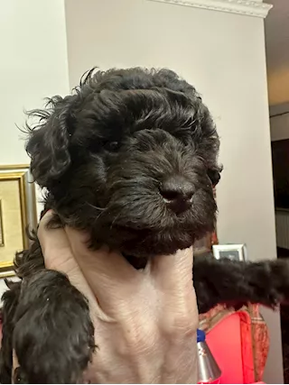 Barboncino nano