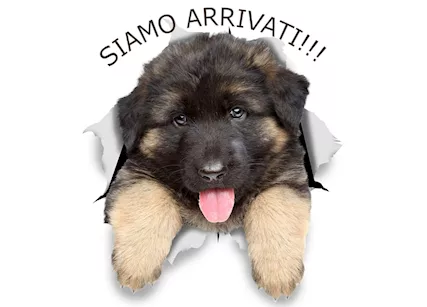 Cuccioli disponibili