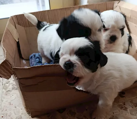 Cucciola Shih Tzu femmina al 90%