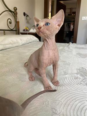 Gatti sphynx - Foto 6