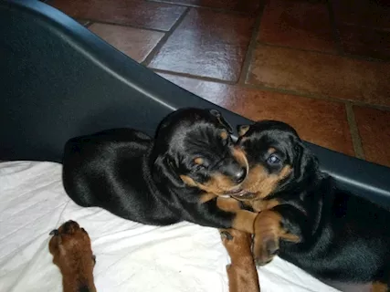 Zwergpinscher femmina nero focato con pedigree