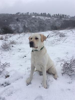 Cercasi Labrador femmina per accoppiamento