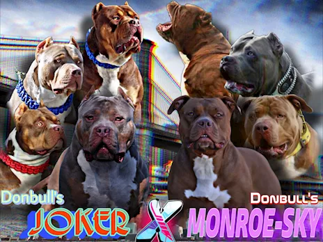 American Bully XL