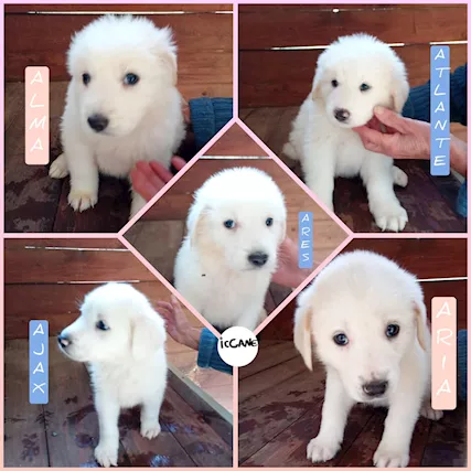 Cuccioli mix Maremmano