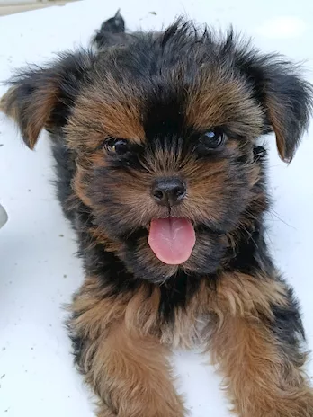 Chica - Se fosse un dolce sarebbe un mignon