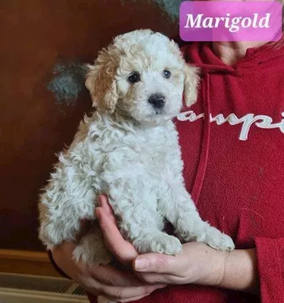 Bellissima cucciolata di Labradoodle in miniatura