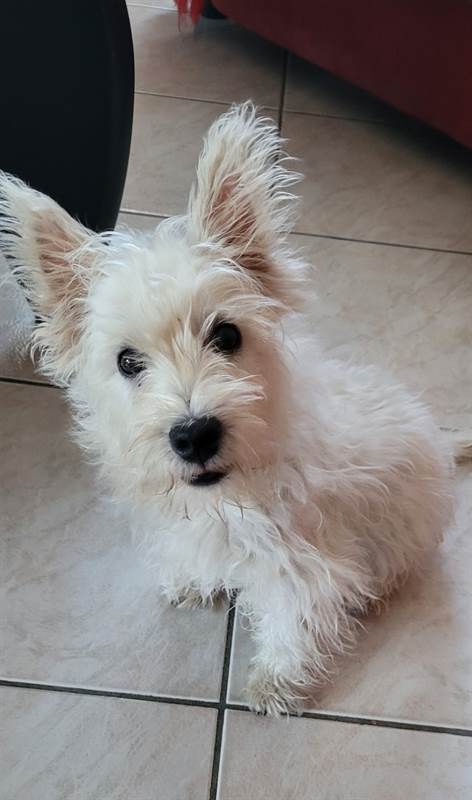Foto 3 Cucciola di 8 mesi razza Il West Highland White Terrier