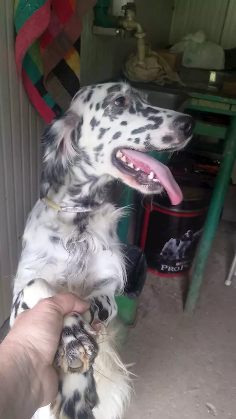 Cedo femmina b/n. 13 mesi da iniziare Setter