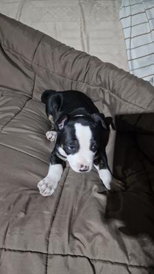 Cuccioli pitbull