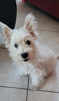 Cucciola di 8 mesi razza Il West Highland White Terrier - Foto 3