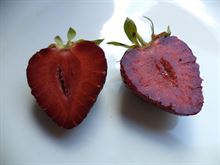 Foto 2 Fragola Vescana Annelie