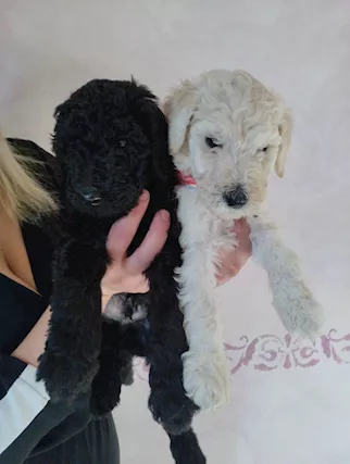 Cuccioli di barbone disponibili a